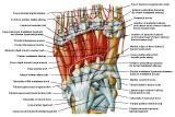 Anatomie: heup,bovenbeen,knie,onderbeen,enkel,voet,acetabulum,collum femoris,trachanter,femur,epicondyl,meniscus,kruisband,cruciate ligament,patella,knieschijf,tibia,fibula,malleolus,talus,calcaneus,tarsus,metatarsus,phalanx,falanx,quadriceps femoris,rectus femoris,sartorius,tensor fasciae latae,tractus iliotibialis,biceps femoris,gastrocnemius,semimembranosus,semitendinosus,soleus,suralis,vena saphena parva,vena saphena magna,sciatic,ischiadicus,peronea